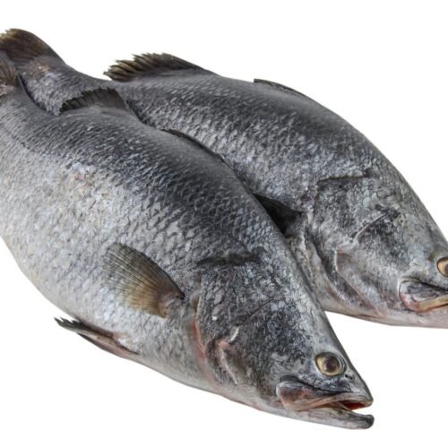 BARRAMUNDI 500/800G