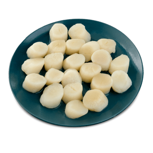 SCALLOPS