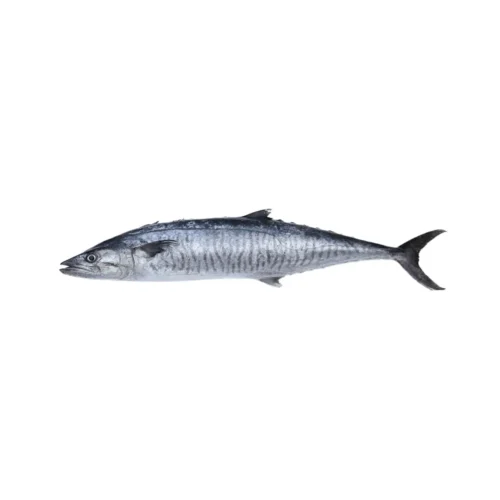 FRESH KINGFISH LARGE PREMIUM