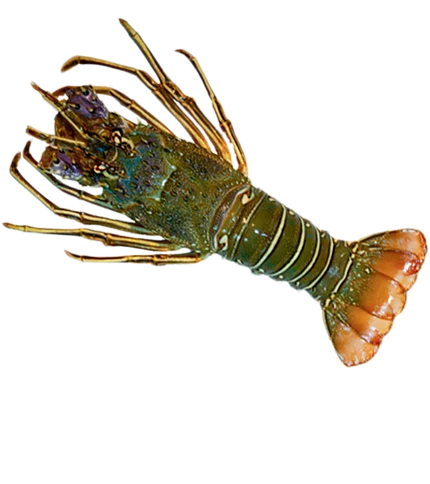 SAND LOBSTER WHOLE  200/300G