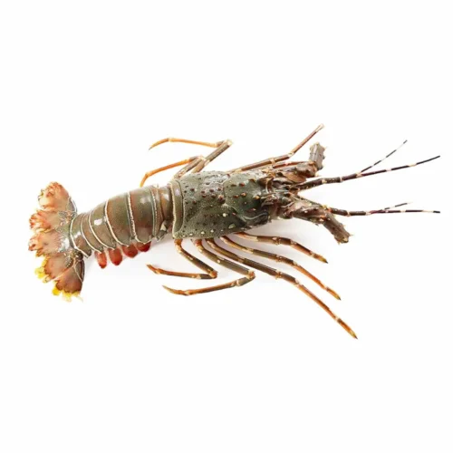 SAND LOBSTER WHOLE 300/400G